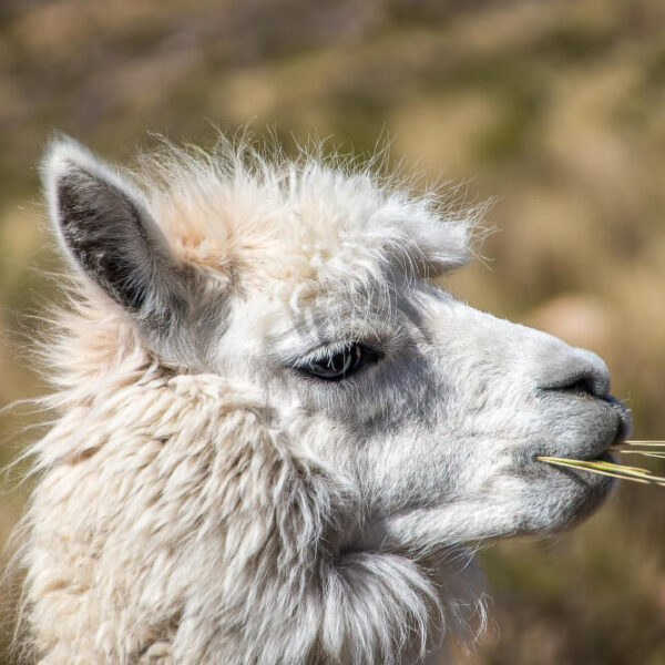 Czym się różni lama od alpaki?