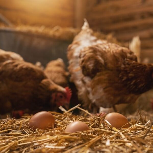 Kury w kurniku składające jaja na słomie; w tle widać drewniane ściany.