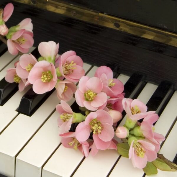 Czym się różni keyboard od pianina?