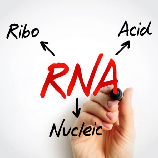 Dłoń trzymająca marker pisze "RNA" w dużych czerwonych literach na białym tle, z czarnymi strzałkami wskazującymi napisy "Ribo", "Acid" i "Nucleic" dookoła.
