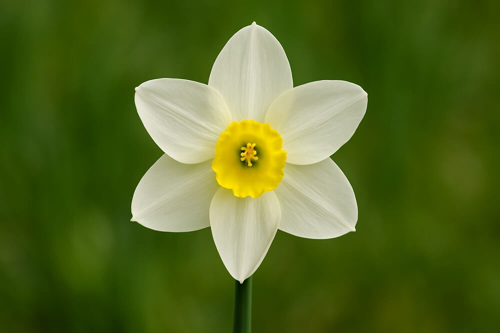 Biały żonkil z żółtym środkiem na zielonym tle.